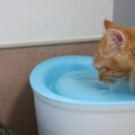 猫におすすめの自動給水器はこれ！人気ランキング10選♪